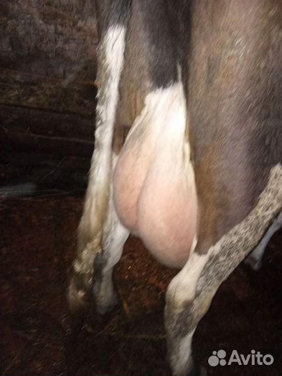 Корова дойная