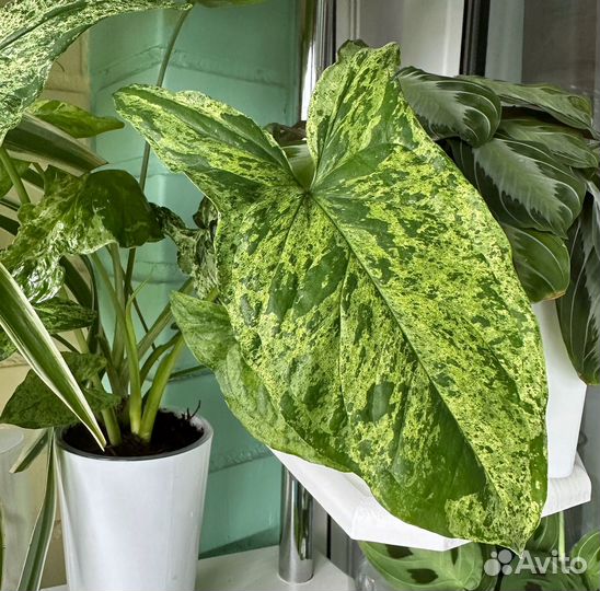 Сингониумы