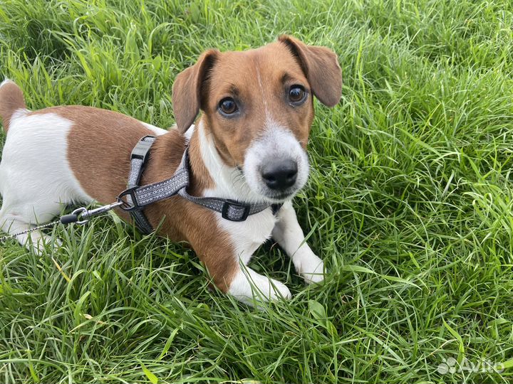 Вязка собак