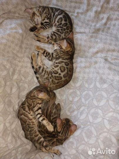 Бенгальская кошка