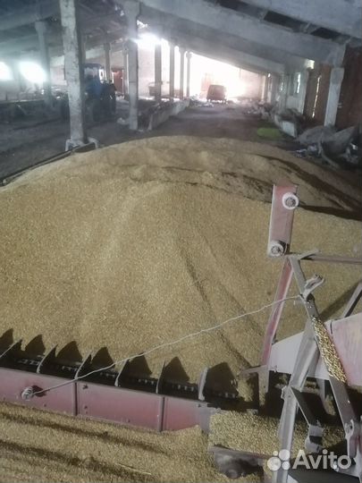 Продам пшеницу