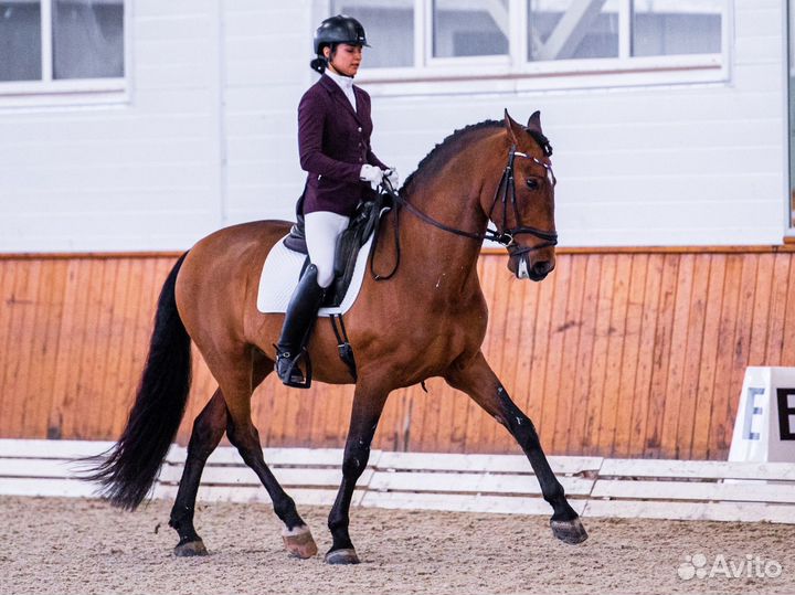 Андалузская лошадь на продажу