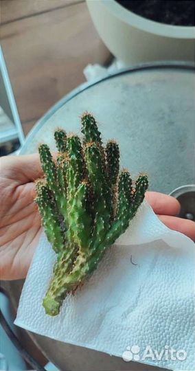 Суккуленты