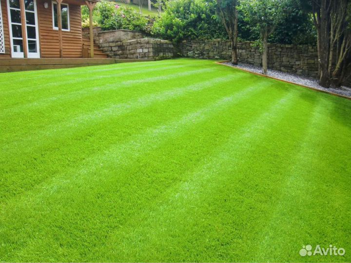 Рулонный газон 