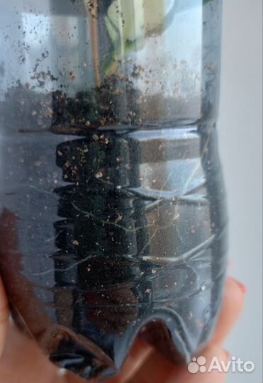 Фикус Кёрли