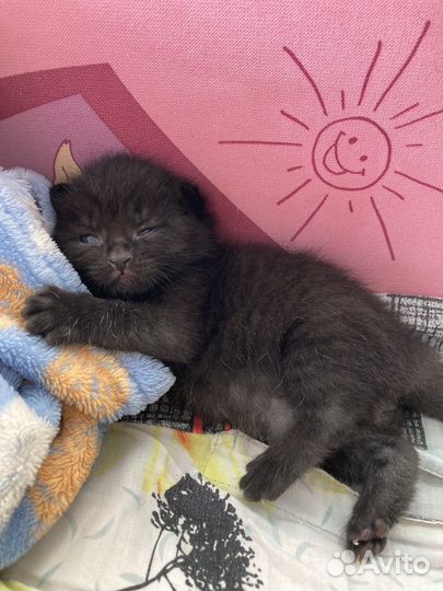 Котенок бесплатно, в добрые руки