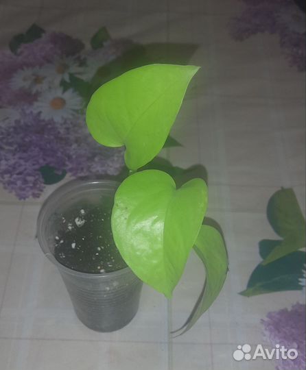 Сциндапсусы