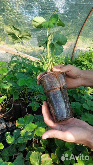 Рассада клубники