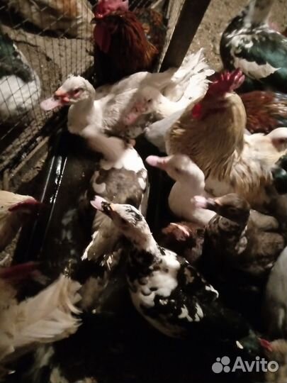 Индоутки на племя