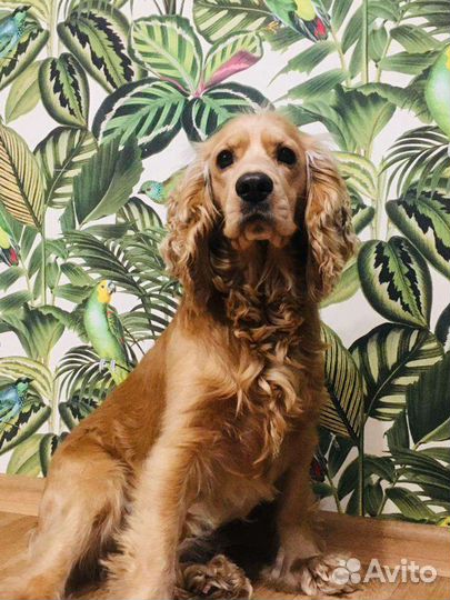 Кокер спаниель
