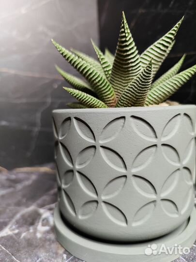 Хавортия Спайдер Вайт в горшочке