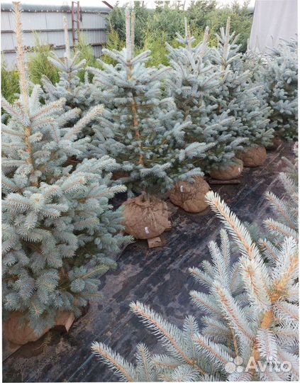 Можжевельник Сосна Ель голубая Кедр Пихта Кедр Туя