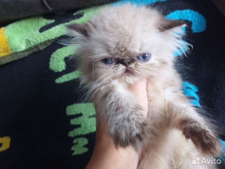 Персо детки