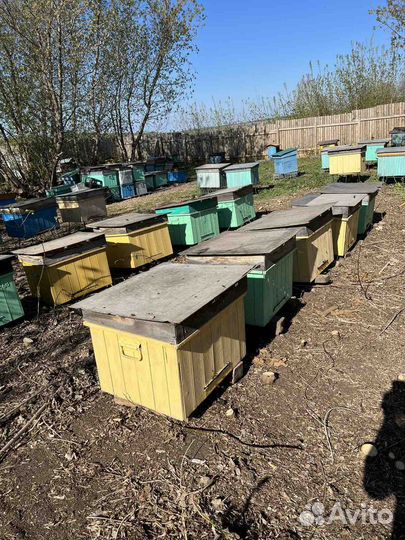 Пчелы с ульями