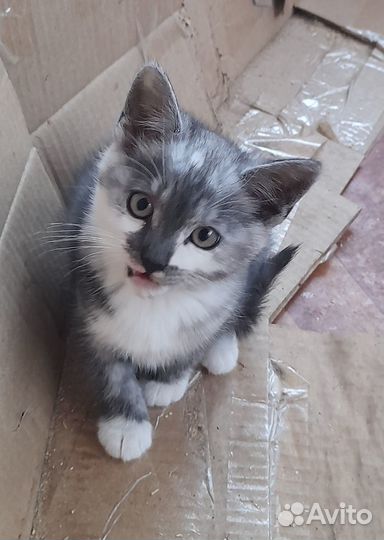 Домашние животные кошки