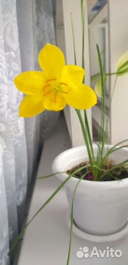 Зефирантес желтый,оранжевый и желтый с розовыми кр