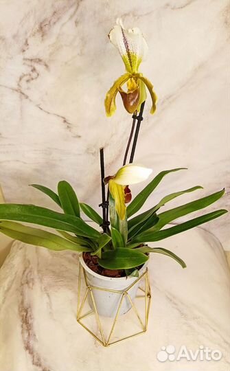 Орхидея башмачок Paphiopedilum Leanum