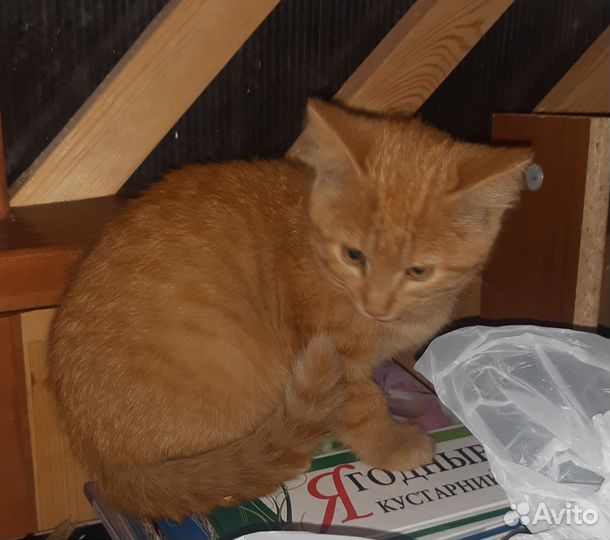 Рыжий котенок
