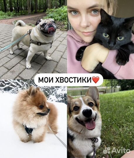 Догситтер / Зооняня / Передержка