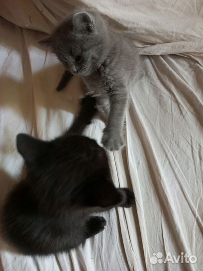 Котята в добрые руки мальчики