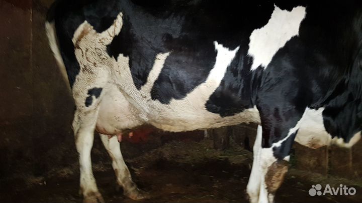 Продам корову