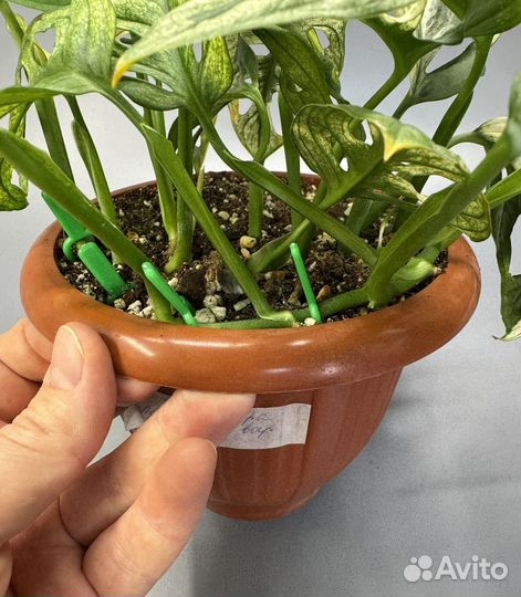 Монстера адансона вариегатная