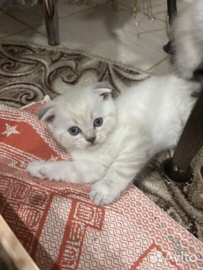 Шотландская вислоухая