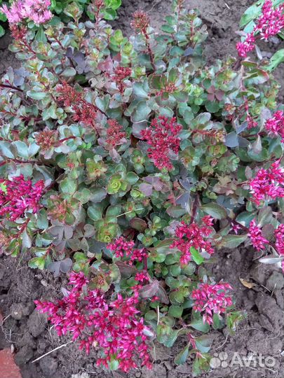 Почвопокровные растения