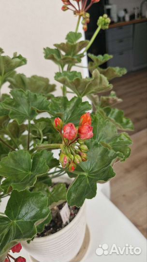 Пеларгония тюльпановидная Victoria Andrea