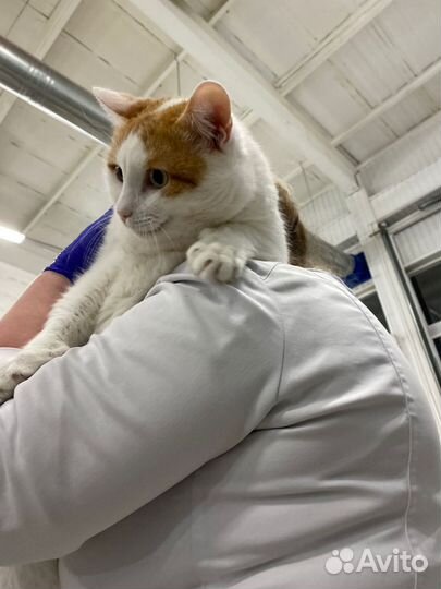 Кошка