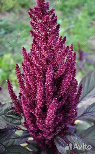 Семена Амаранта