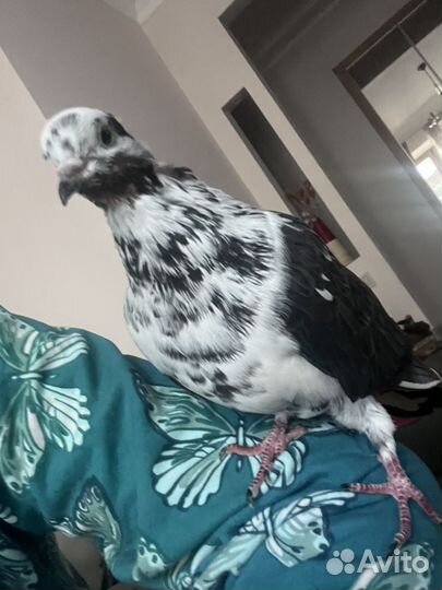 Голубь ручной