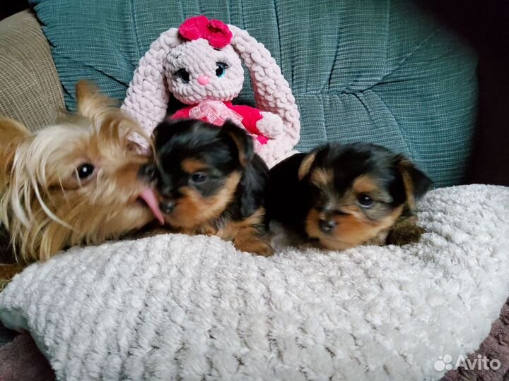 Мини йорики