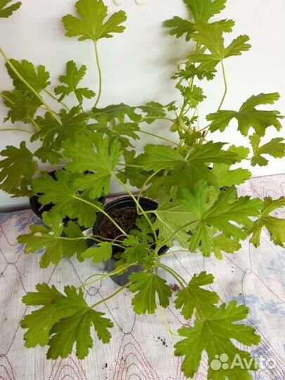 Плектрантус комнатная мята