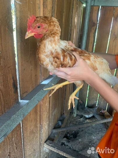 Молодые петушки