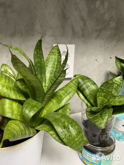 Сансевиерия трехполосная