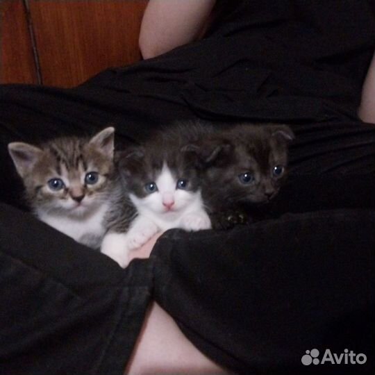 Котята в добрые руки