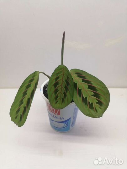 Маранта триколор