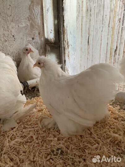 Цыплята -карликовый кохинхин 4.5мес(пара)