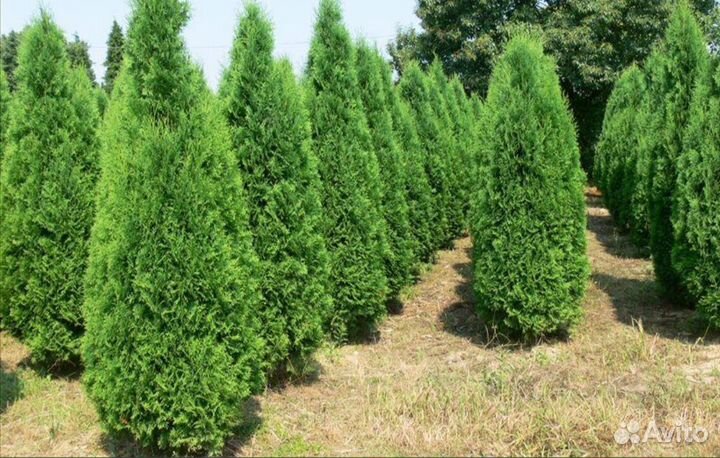 Растения туи