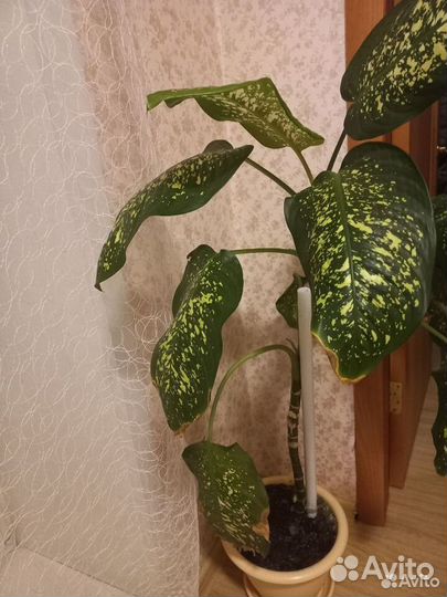 Комнатные цветы