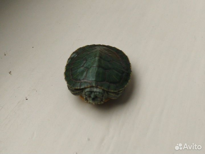 Красноухая или желтопузая черепаха