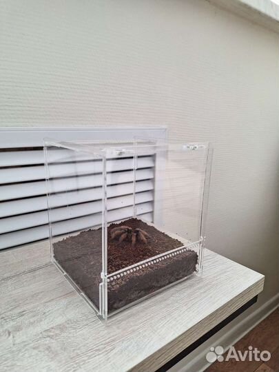 Террариум акриловый, паучатник