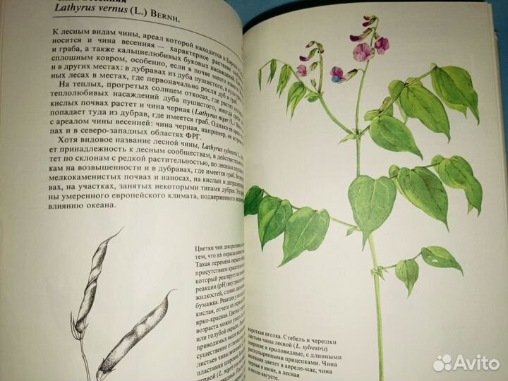 Ветвичка Вацлав.Растения полей и лесов. 1987 г