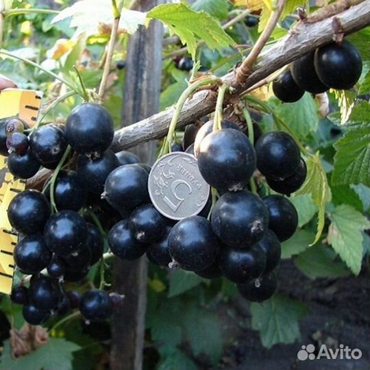 Саженцы черной смородины