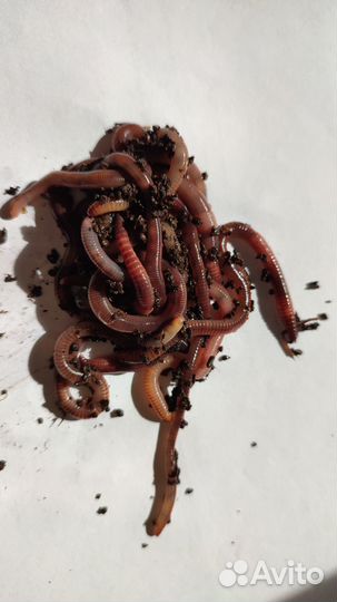 Червь дендробена veneta