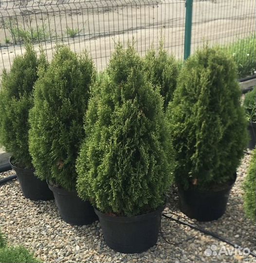 Туи/Хвойные Растения