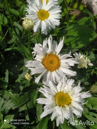 Ромашка махровая Крейзи Дейзи