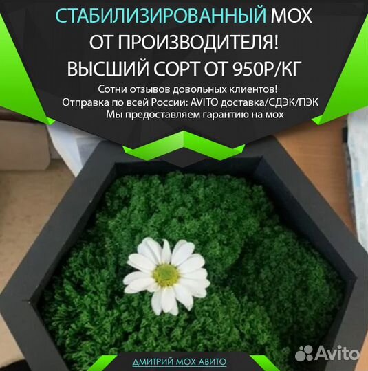 Стабилизированный мох для интерьерных работ