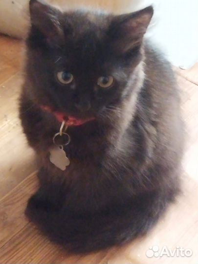 Отдам котенка в добрые руки